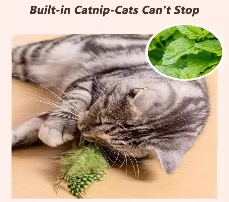 Indoor Iterative Bird Toy for cats & Dogs Self -Play Wall Hanging Catnip Teaser Toy